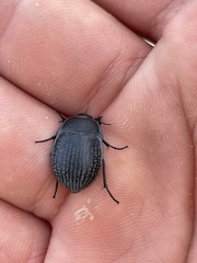 Eusattus reticulatus