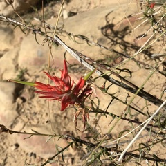 Castilleja linariifolia