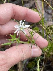 Stellaria pungens