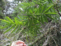 Mimosa bimucronata