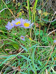 Symphyotrichum ascendens