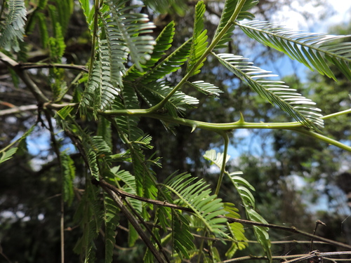 Image of Bimucronate Mimosa by (c) Fabrício Mil Homens Riella, some rights reserved (CC BY)