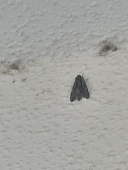 Plodia interpunctella