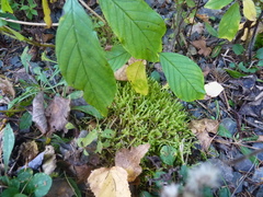 Rhytidiadelphus squarrosus