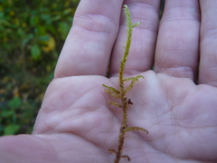 Rhytidiadelphus squarrosus