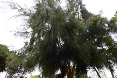 Casuarina equisetifolia