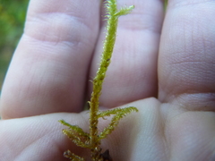 Rhytidiadelphus squarrosus