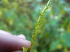 Rhytidiadelphus squarrosus