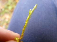 Rhytidiadelphus squarrosus