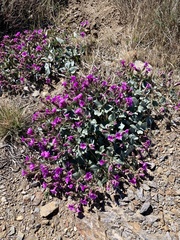 Mirabilis multiflora pubescens