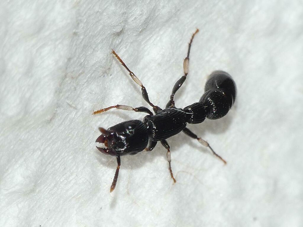 Cylindromyrmex