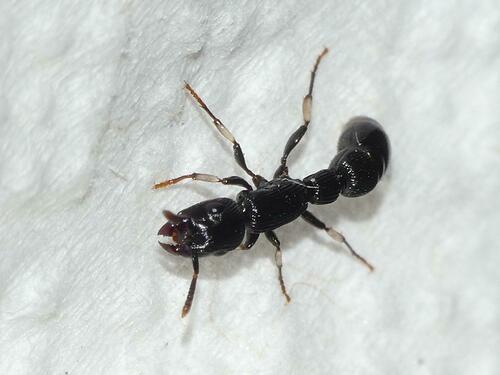 Complex Cylindromyrmex striatus · iNaturalist