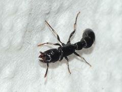 Cylindromyrmex whymperi