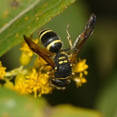 Ancistrocerus catskill