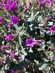 Mirabilis multiflora pubescens