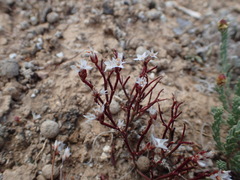 Limonium hoeltzeri