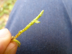 Rhytidiadelphus squarrosus