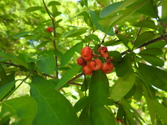 Malpighia emarginata