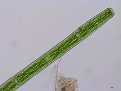 Penium spirostriolatum