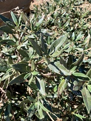 Eriodictyon trichocalyx lanatum