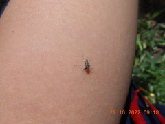 Stegomyia