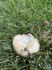 Lactarius chelidonium