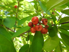 Malpighia emarginata