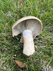 Lactarius chelidonium