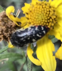 Acmaeodera rubronotata