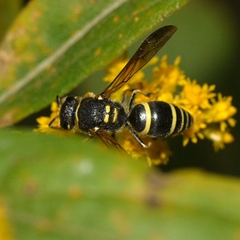 Ancistrocerus catskill