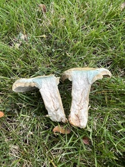 Lactarius chelidonium