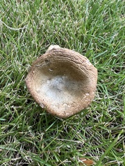 Lactarius chelidonium