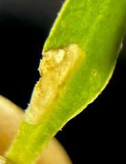 Aphytobius sphaerion