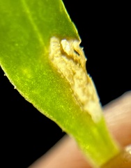 Aphytobius sphaerion