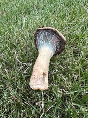 Lactarius chelidonium
