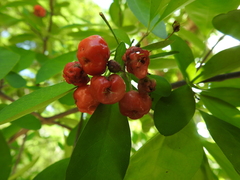 Malpighia emarginata