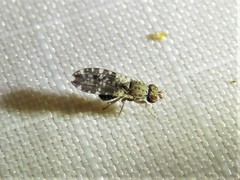 Trixoscelis polita