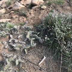 Opuntia polyacantha