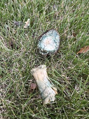 Lactarius chelidonium