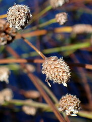 Xyris fimbriata