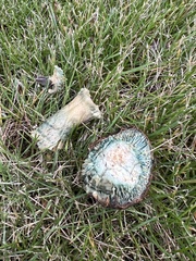 Lactarius chelidonium