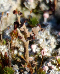 Cladonia verticillata