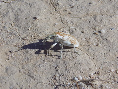 Apleurus albovestitus