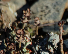 Cladonia verticillata