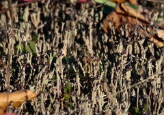 Cladonia verticillata