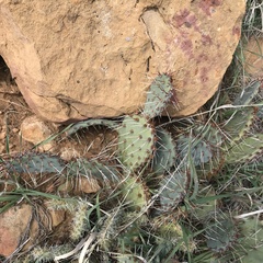Opuntia phaeacantha