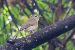 Cyornis hainanus