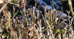 Cladonia verticillata