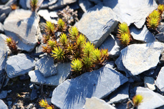 Polytrichum piliferum