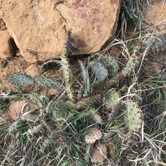 Opuntia phaeacantha